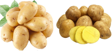 土豆题材游戏合集