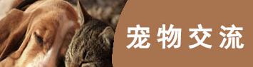 可以和宠物交流的软件