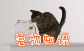 宠物百科知识软件合集