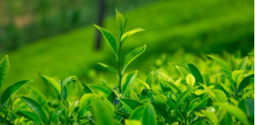 网上茶叶购物平台大全