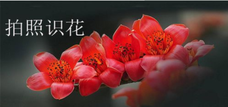 花草植物识别软件合集