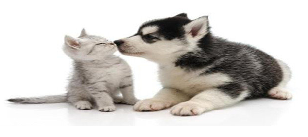 猫狗翻译软件大全