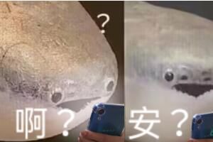 萨卡萨卡班班甲鱼鱼是什么歌