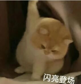 哈基米表情包大全分享