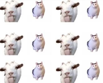 吐舌羊与huh猫表情包大全分享