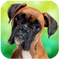 拳击手狗模拟器app