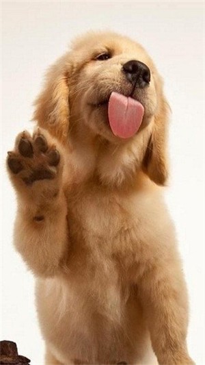 狗狗舔屏手机动态壁纸