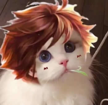 王者荣耀猫咪接头头像制作软件app下载