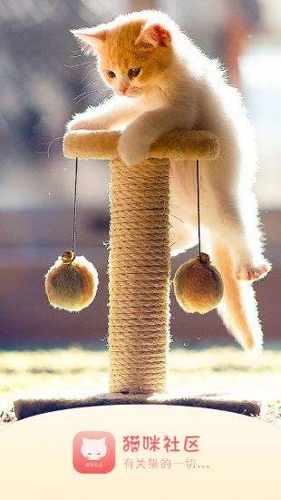 猫咪社区手机版