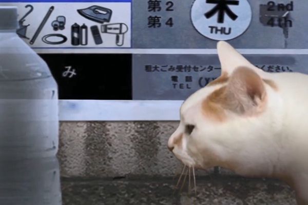 猫的一天怪奇谭（全剧情存档）完整版